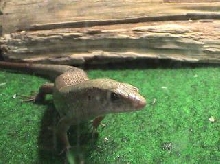 female gold skink 2