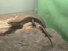 baby gold skink with mom