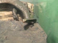 gold skink 6 days