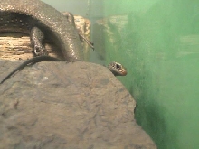 6 day old gold skink
