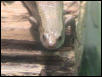 Gold skink