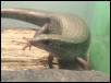 female gold skink