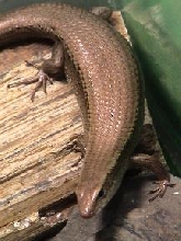 female gold skink