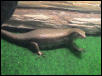 female gold skink