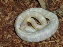 Snow Corn