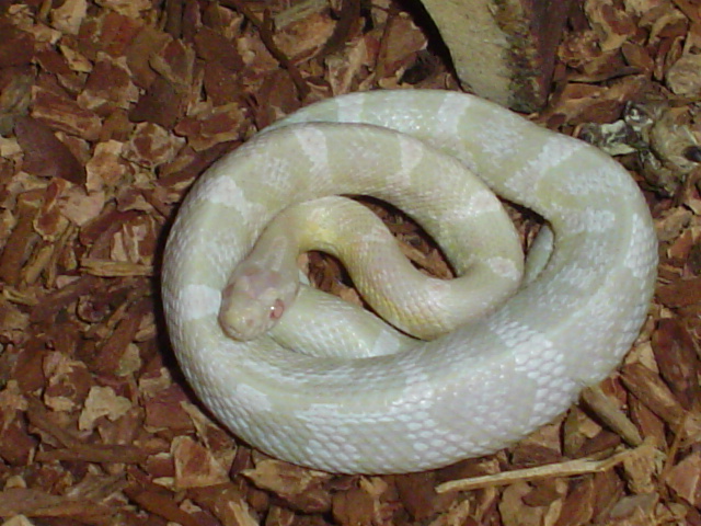Snow Corn
