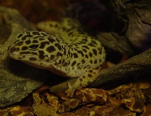 Leopard Gecko