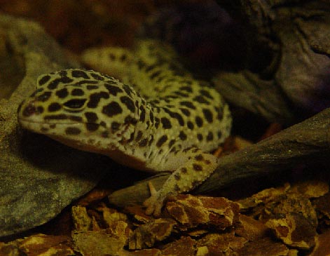 Leopard Gecko