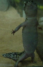Leopard Gecko