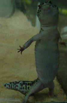 Leopard Gecko