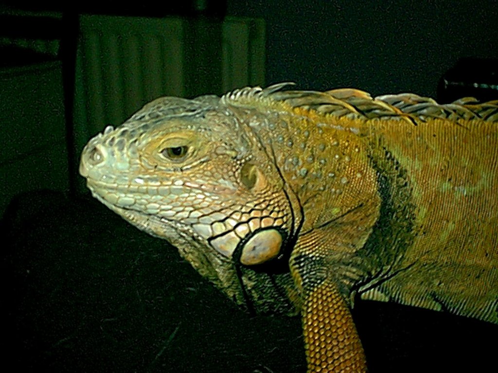 Ignatious P Iguana