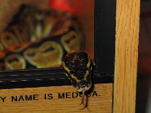 Medusa curious