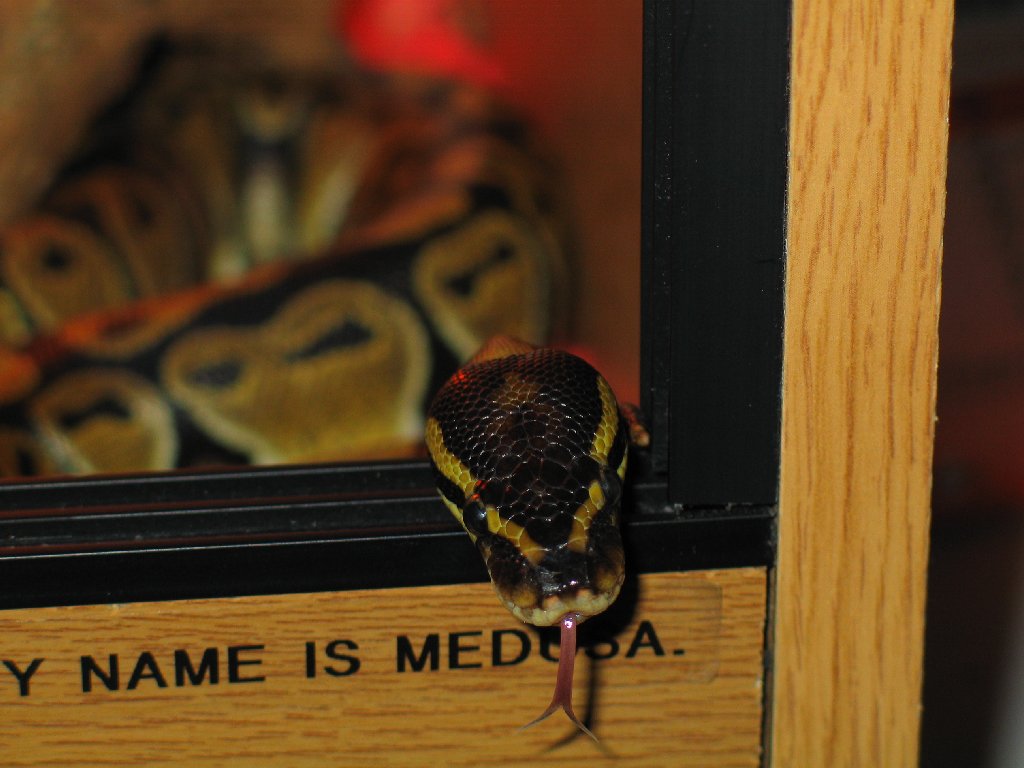Medusa curious
