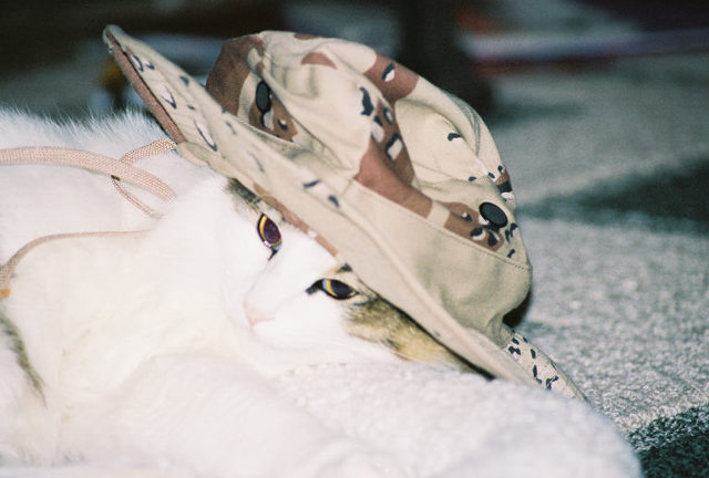 sgt. kitty