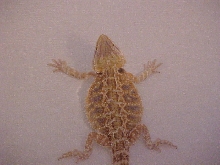 bearded dragon