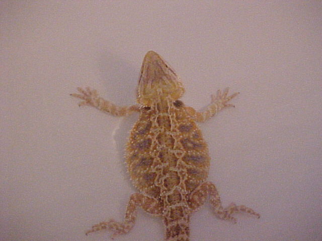 bearded dragon