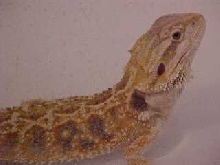 Bearded dragon
