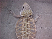 beardie