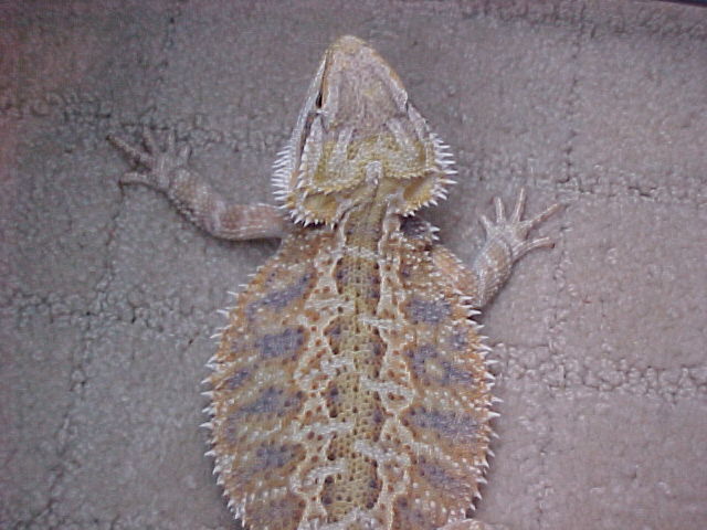 beardie
