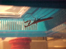 Praying mantis i caught
