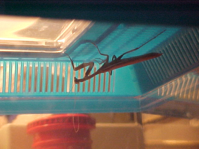 Praying mantis i caught
