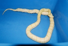 corn/king snake hybrid