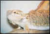 Female Beardie