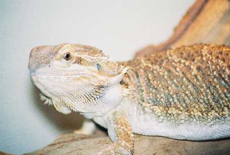 Female Beardie