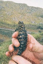 granite spiny