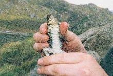 granite spiny belly