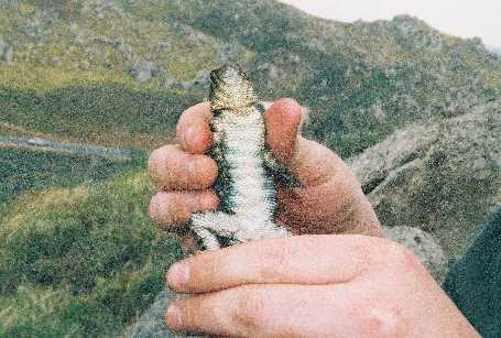 granite spiny belly