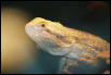 male beardie