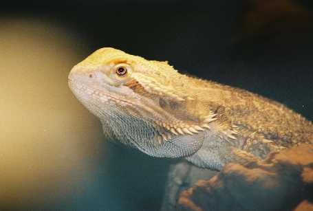 male beardie