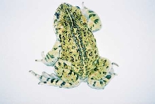 my toad