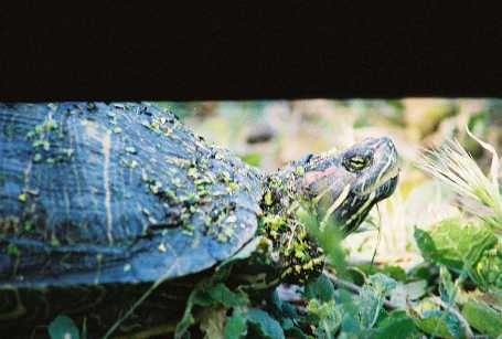 turtle