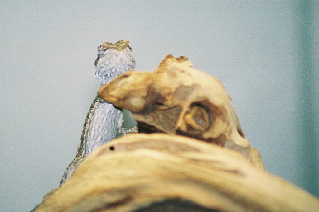 my baby bearded dragon