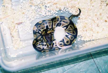 ball python and mouse
