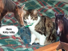 Biggy and the Mares