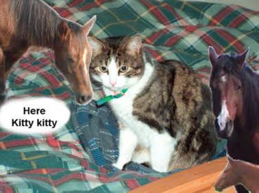 Biggy and the Mares