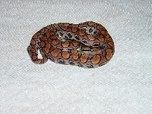 my Brazilian Rainbow boa, Akasha