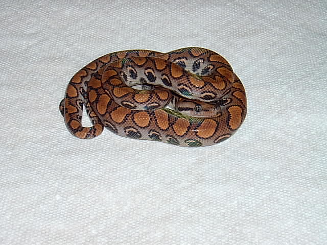my Brazilian Rainbow boa, Akasha