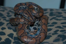 Another pic of my BRB