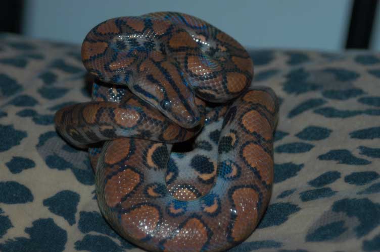 Another pic of my BRB