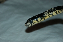 My Tiger Rat Snake