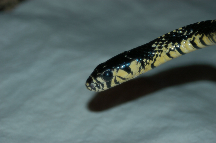 My Tiger Rat Snake