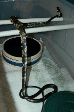 My Tiger Rat Snake
