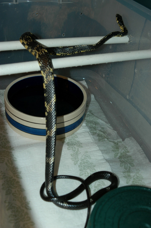 My Tiger Rat Snake