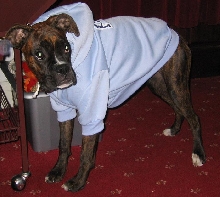 Maddys New Hoody