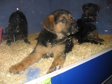 Taz