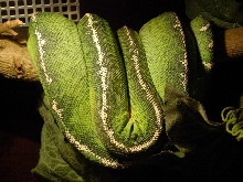 female